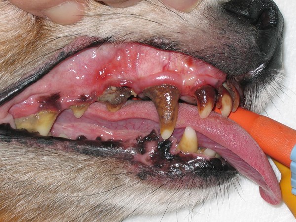 Periodontitis hos hund kat | Silkeborg Dyrehospital