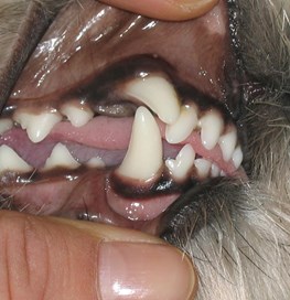 Fejlstillede tænder ved hund 