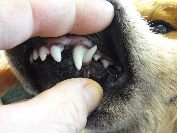 vores lækage parkere Tandstillingsfejl hos hunde | Silkeborg Dyrehospital