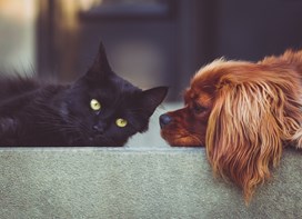 Hund og kat ligger på en flise