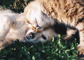 Hund og kat nusser i græsset 