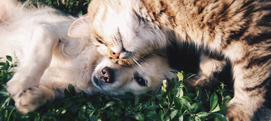 Hund og kat nusser i græsset 