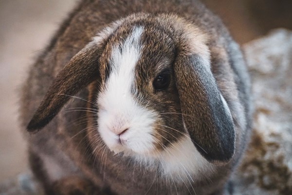 ingen Array Final Vaccinationsprogram til kanin | Vi er eksperter | Silkeborg Dyrehospital