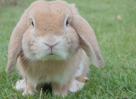 Kanin sidder på græsset 