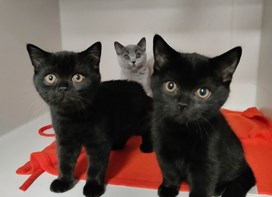 Tre små kattekillinger sidder i en boks 