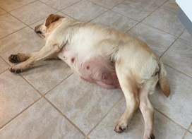 Gravid hund ligger på gulvet 